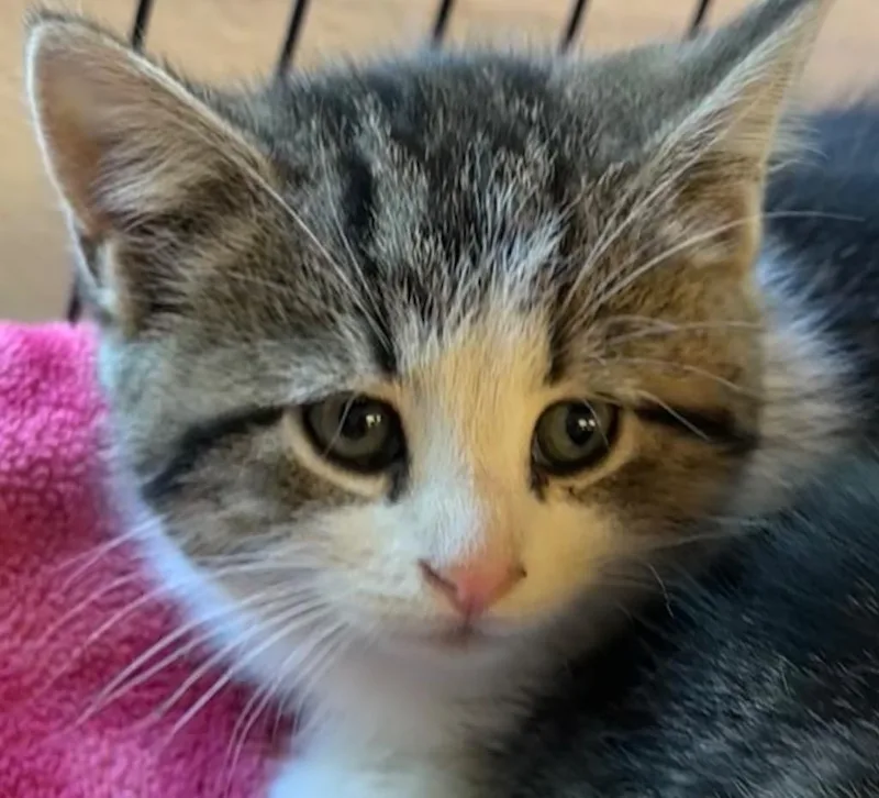 A baby small-sized female Domestic Short Hair cat named Buttercup for adoption in Elizabethton, TN