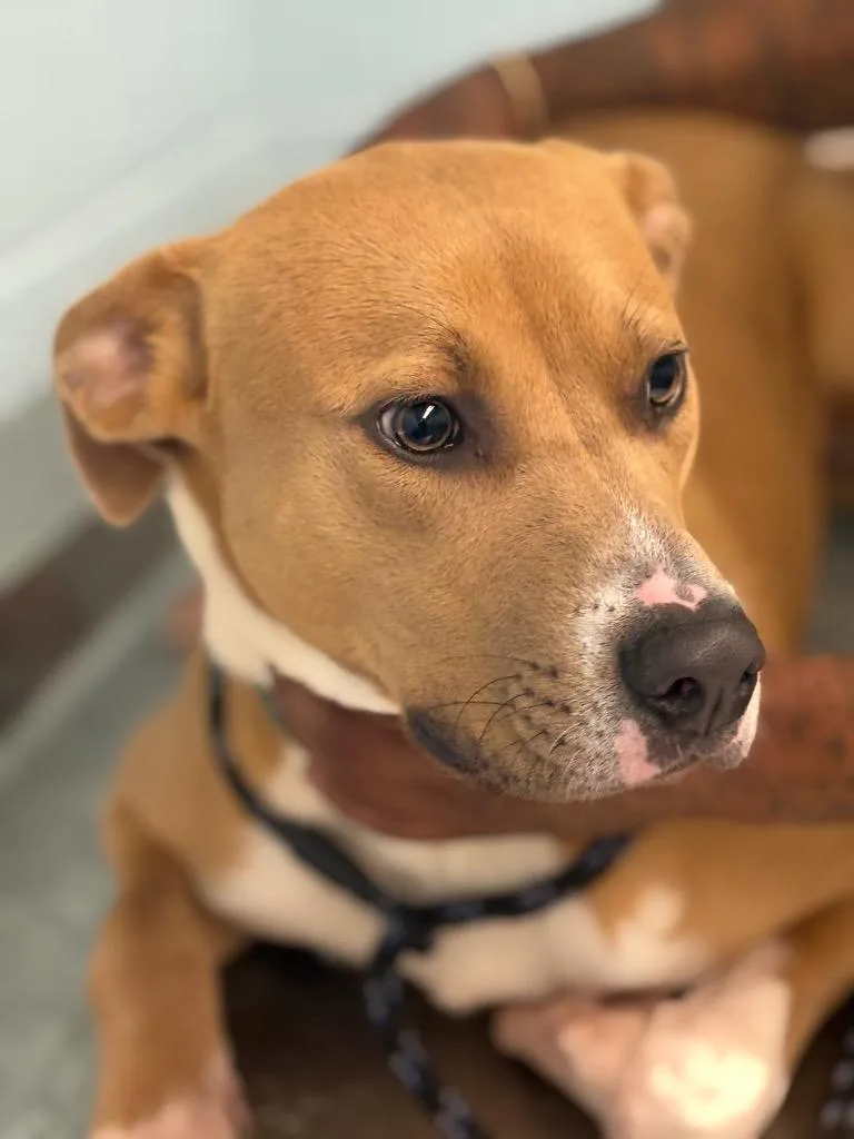 A young medium-sized male Mixed Breed dog named Brock for adoption in Effingham, SC