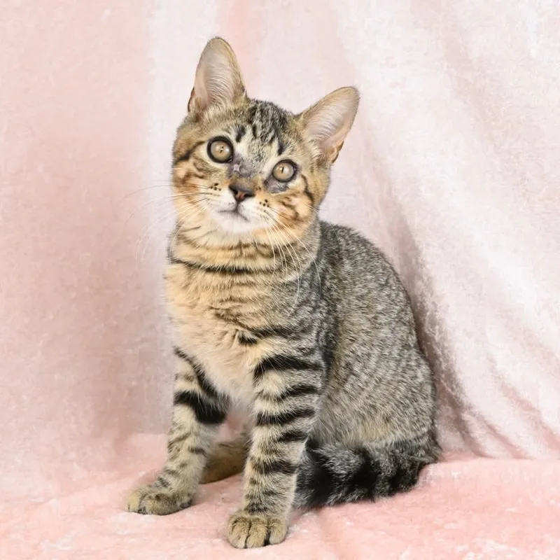 A baby medium-sized male Tabby (Buff / Tan / Fawn) Domestic Short Hair cat named Lt. Dan for adoption in Mobile, AL