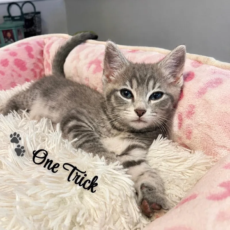 A baby small-sized female Gray / Blue / Silver Domestic Short Hair cat named One Trick for adoption in Fredericksburg, VA
