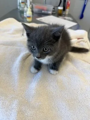 A young small-sized male Domestic Short Hair cat named Chimchar for adoption in Lafayette, IN
