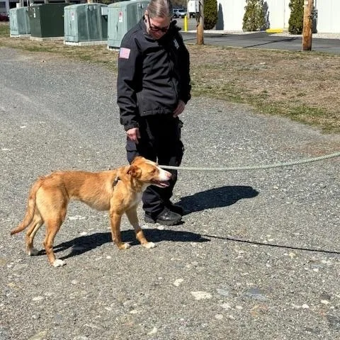 A young medium-sized female Yellow / Tan / Blond / Fawn Portuguese Podengo dog named Bonnie for adoption in Turners Falls, MA