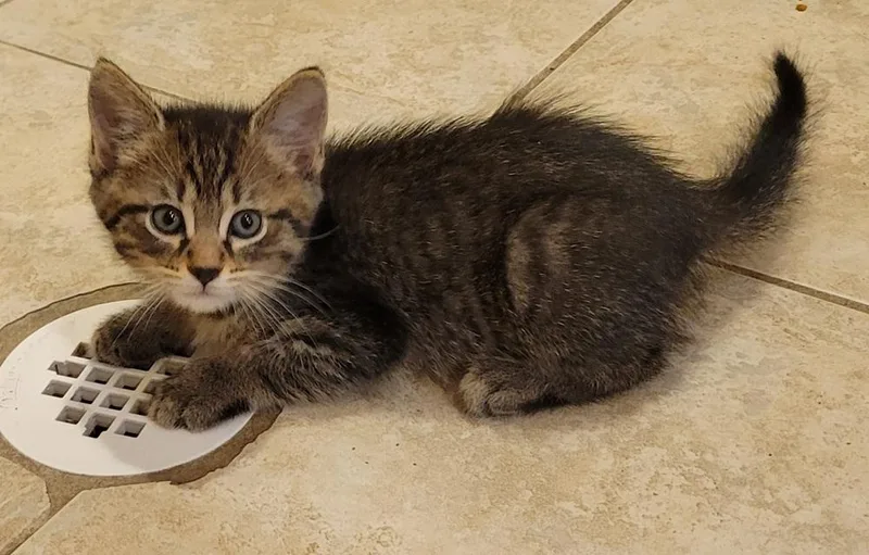 A baby small-sized male Tabby (Brown / Chocolate) Domestic Short Hair cat named Wonton for adoption in Greenbelt, MD