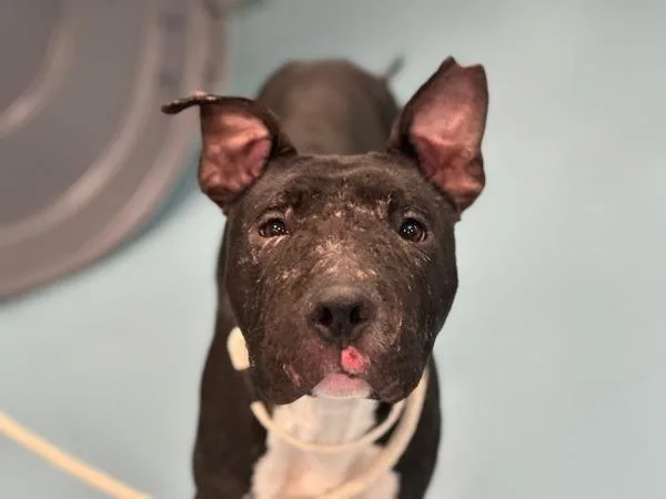 An adult medium-sized female Mixed Breed dog named Koko for adoption in Ridgewood, NY