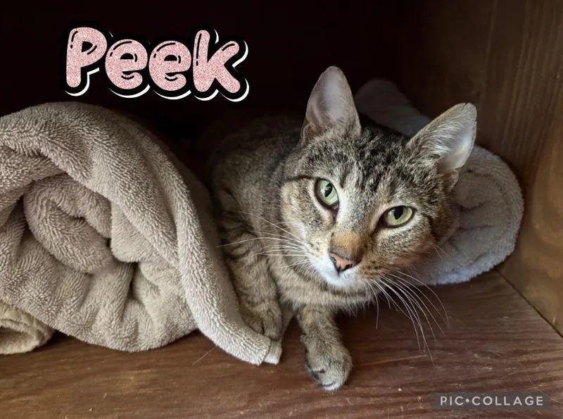 A young medium-sized female Domestic Short Hair cat named Peek for adoption in Fort Oglethorpe, GA