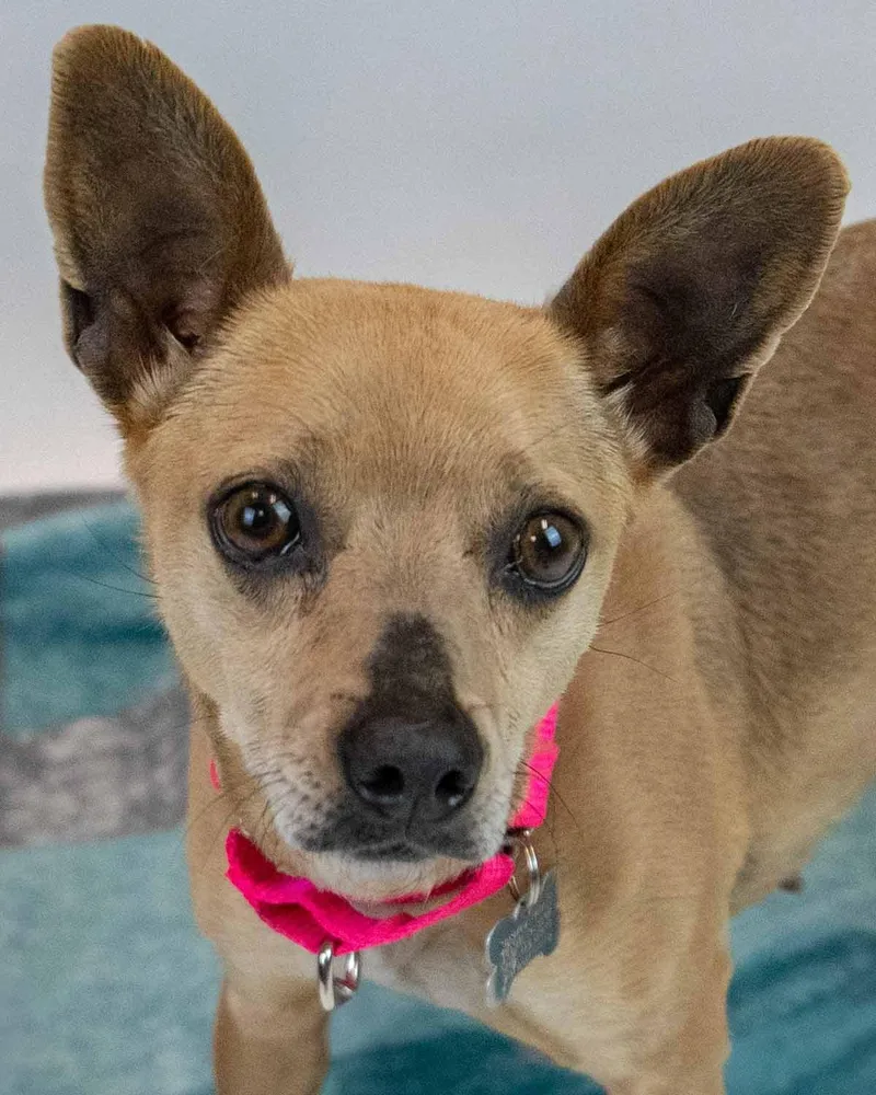 An adult small-sized female Chihuahua dog named Wynnie for adoption in Kennesaw, GA