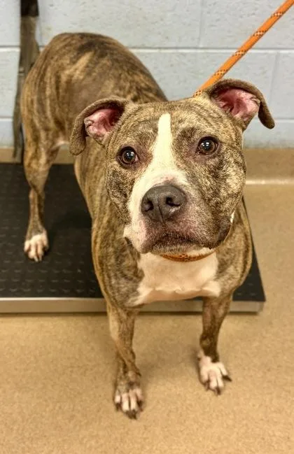 An adult large-sized male Mixed Breed dog named Jett for adoption in Chamblee, GA