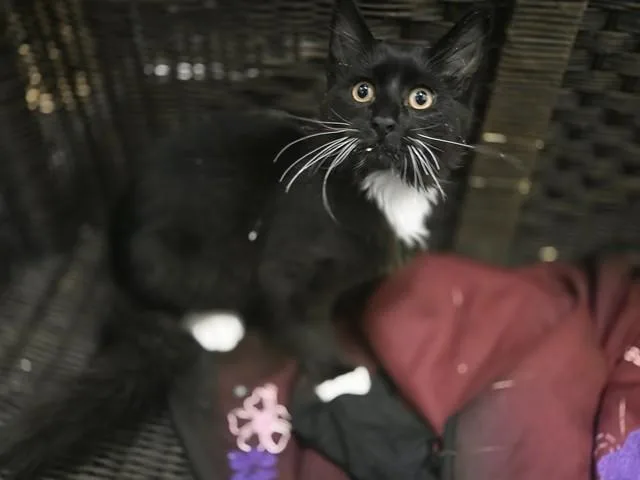 A baby small-sized male Domestic Short Hair cat named Ember for adoption in Antioch, CA