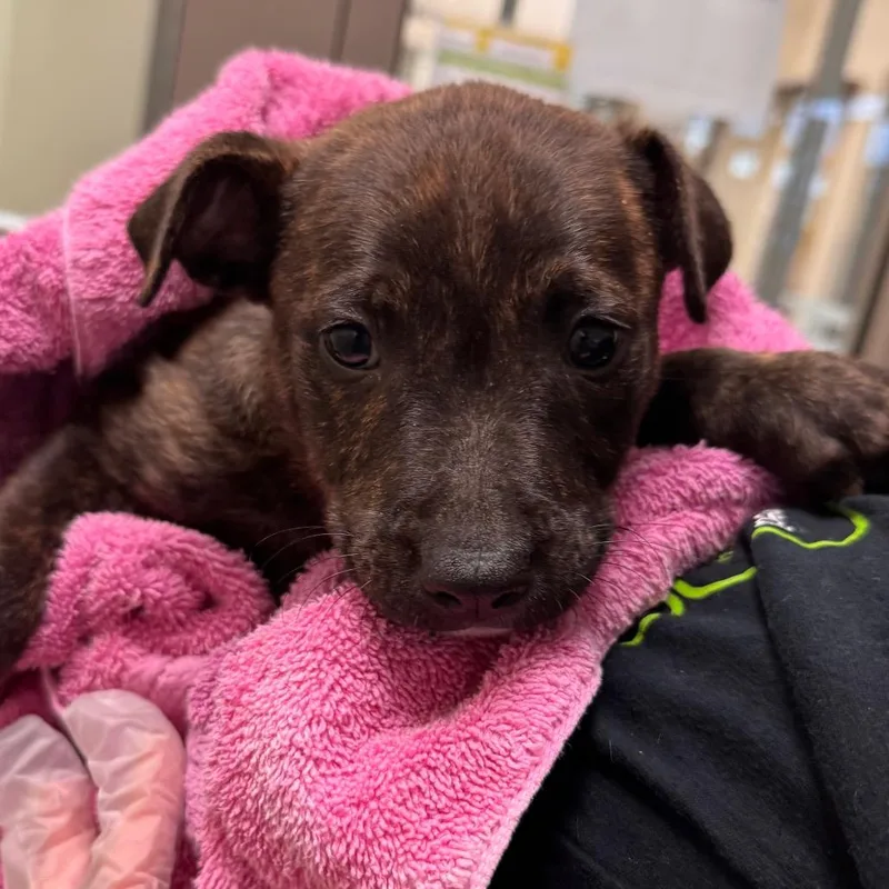 A baby small-sized male Brindle American Staffordshire Terrier dog named Bryce for adoption in Lynchburg, VA