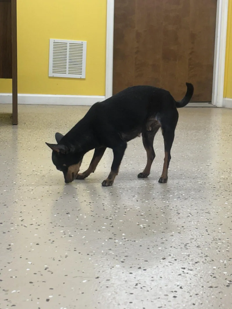 An adult small-sized female Chihuahua dog named Tiny for adoption in York, SC
