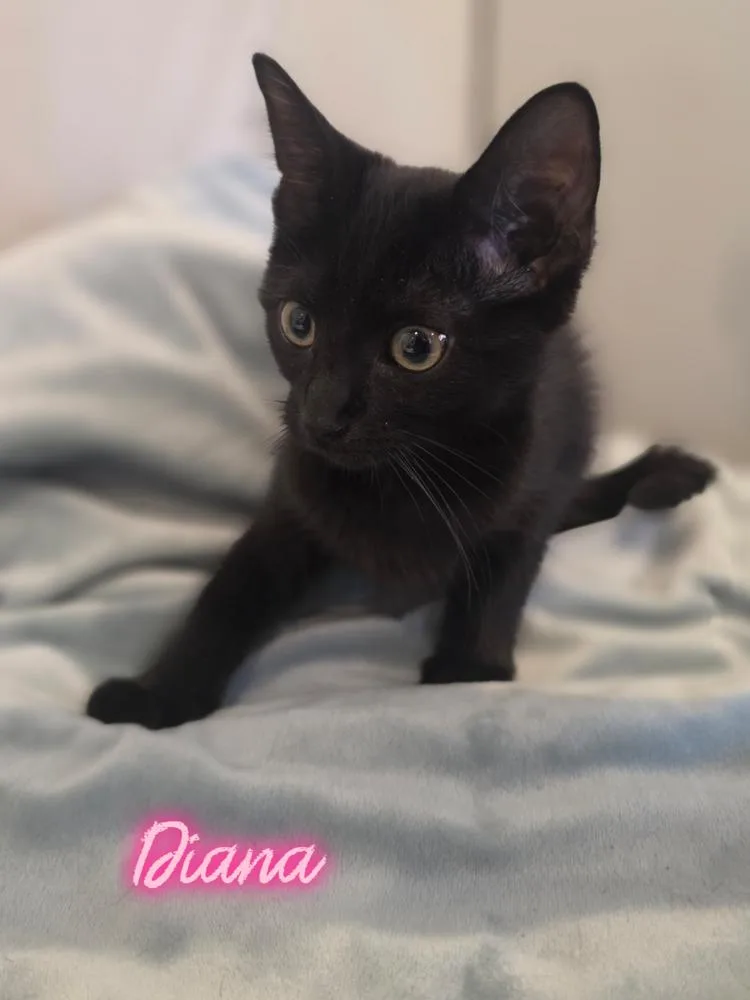 A baby small-sized female Black Domestic Short Hair cat named Diana for adoption in Metamora, IL