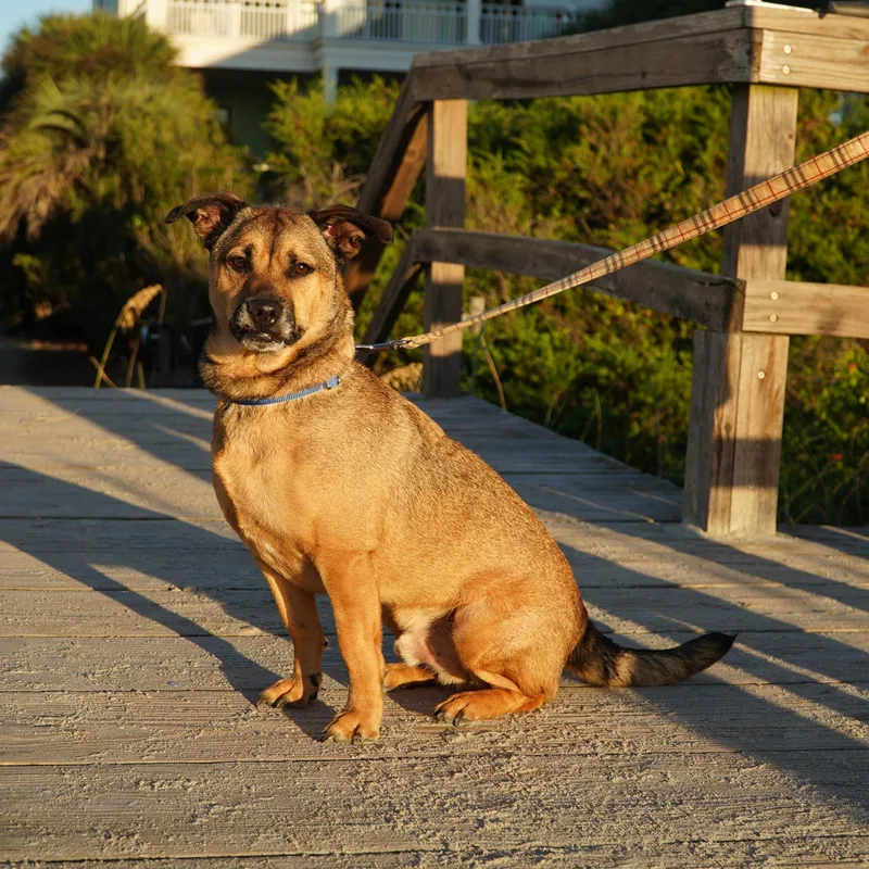 A young medium-sized male Mixed Breed dog named Zeus for adoption in Pawleys Island, SC