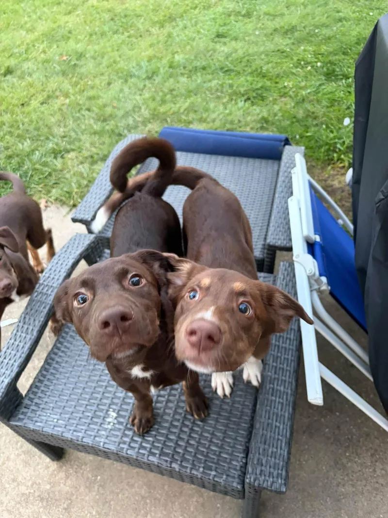 A baby medium-sized female Mixed Breed dog named Bella for adoption in Salisbury, MD