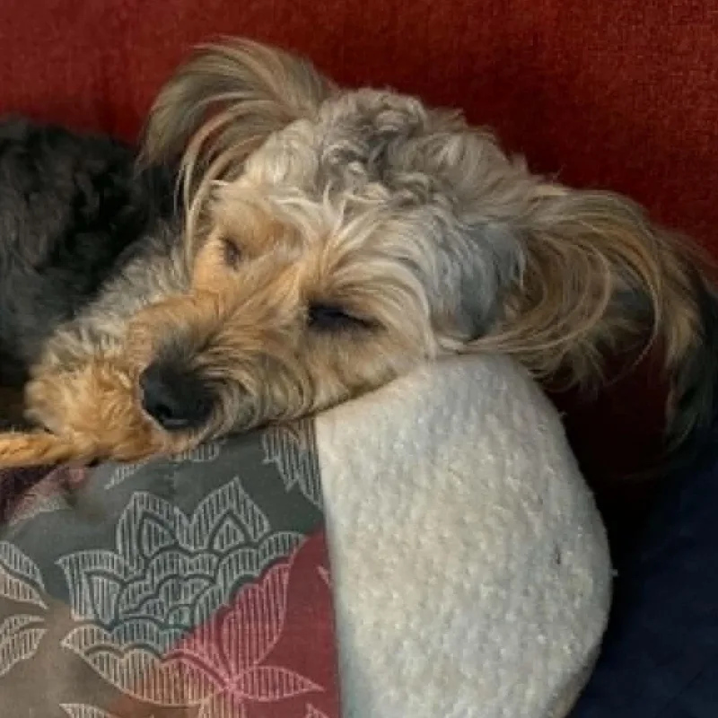 A young small-sized male Yorkie Poo dog named Kenzo for adoption in Cherry Hill, NJ