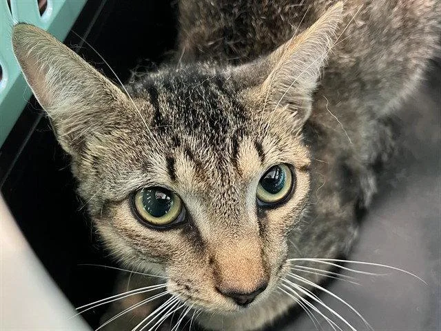 An adult medium-sized male Brown / Chocolate Domestic Short Hair cat named Alvin for adoption in Tavares, FL
