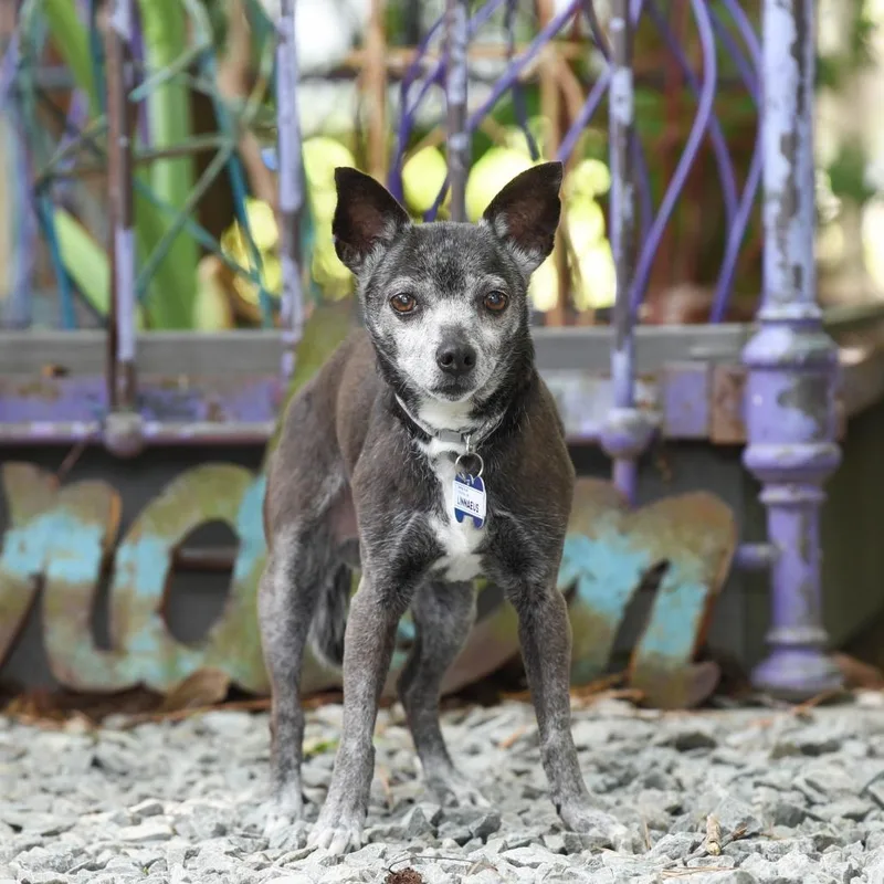 A senior small-sized male Black Chihuahua dog named Linnaeus for adoption in Wake Forest, NC
