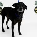 A senior small-sized female Black Chihuahua dog named Sasha for adoption in West Palm Beach, FL