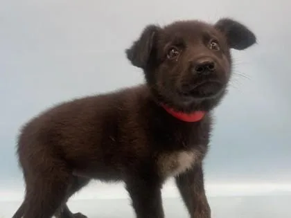 A baby large-sized female German Shepherd Dog dog named Slick for adoption in Woodbury, MN