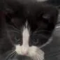 A baby small-sized male Black Domestic Short Hair cat named Pluto for adoption in West Palm Beach, FL