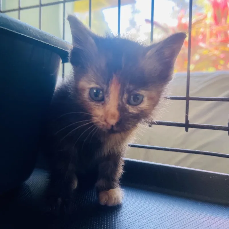 A baby small-sized female Calico Domestic Short Hair cat named Dorothy for adoption in Pahoa, HI