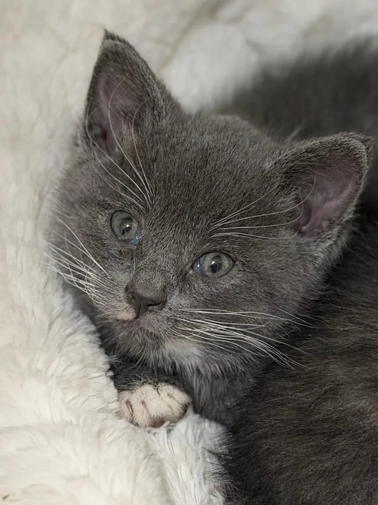 A baby medium-sized female Domestic Short Hair cat named Stephanie for adoption in Menomonie, WI