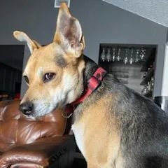 Bruno thumbnail 3