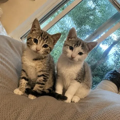 A baby medium-sized male Tabby (Gray / Blue / Silver) Domestic Short Hair cat named Johnny Cage for adoption in Los Angeles, CA