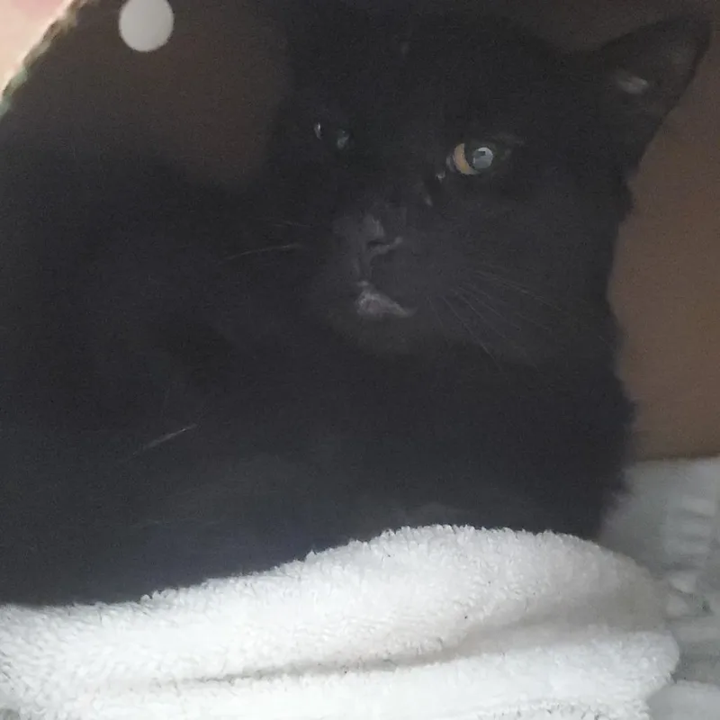 An adult medium-sized male Black Domestic Short Hair cat named Rally for adoption in Novelty, OH