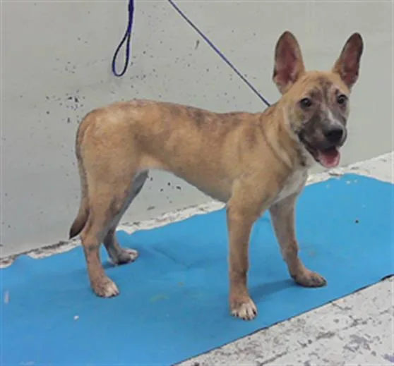 A baby small-sized female German Shepherd Dog dog named Peaches for adoption in Houston, TX