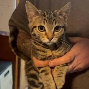 A baby small-sized female Brown / Chocolate Domestic Short Hair cat named Honey for adoption in Estacada, OR