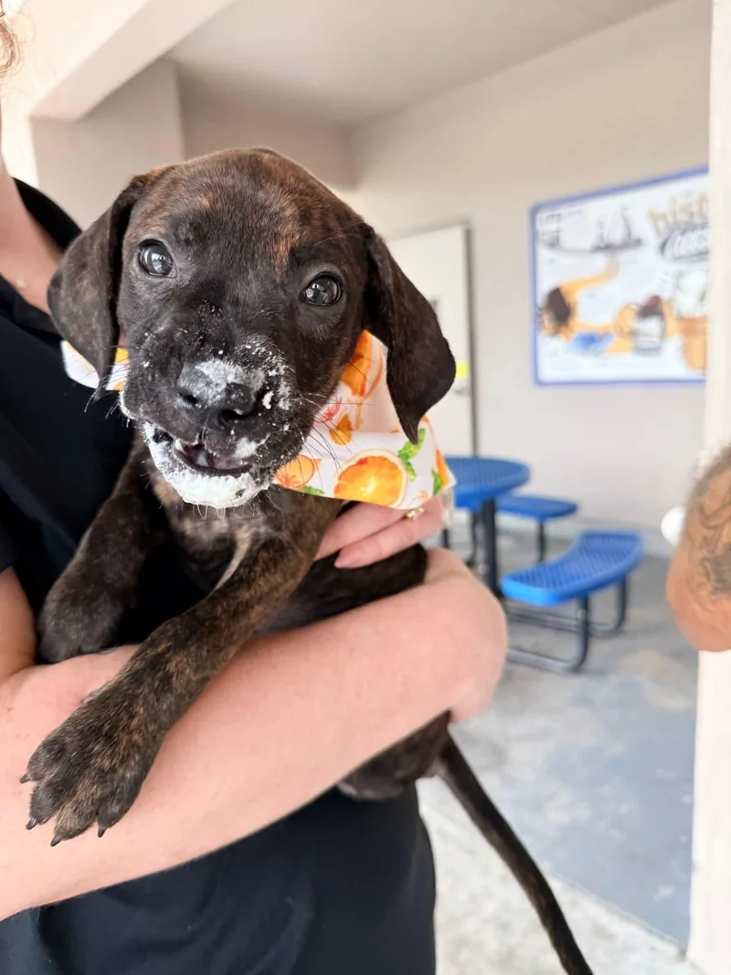 A young medium-sized female Brindle Boxer dog named Ricotta for adoption