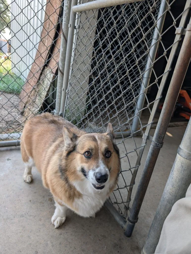 An adult large-sized male Corgi dog named Albert for adoption in Havre, MT