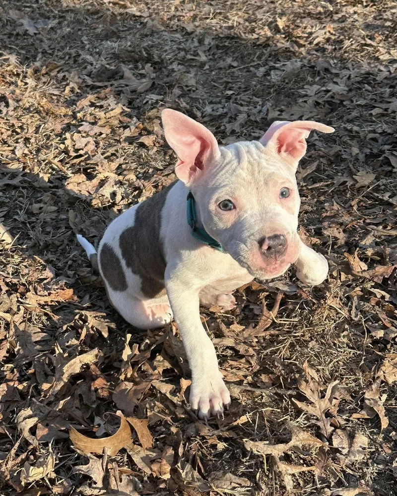 Ellie Mae thumbnail 2