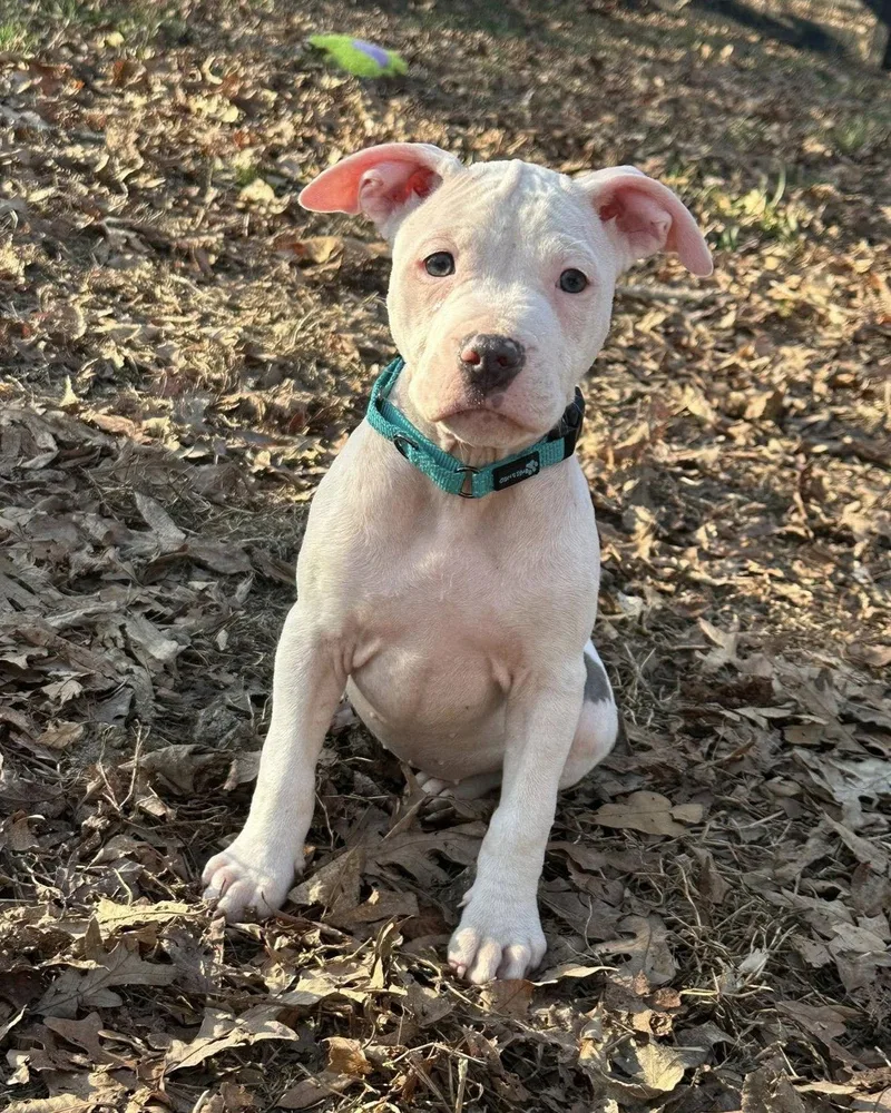 Ellie Mae thumbnail 3