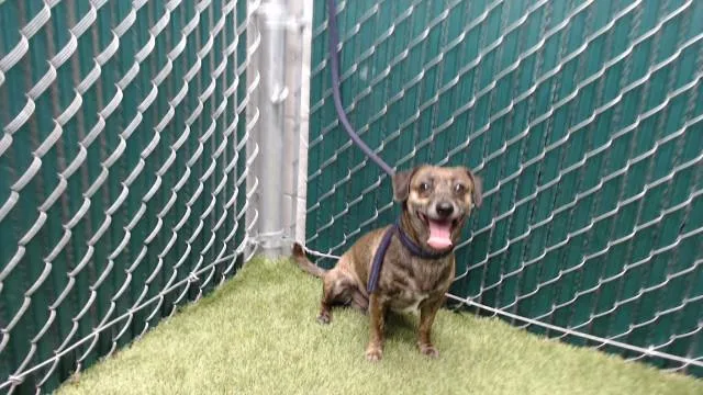 An adult medium-sized male Chihuahua dog named Bruno for adoption in Downey, CA
