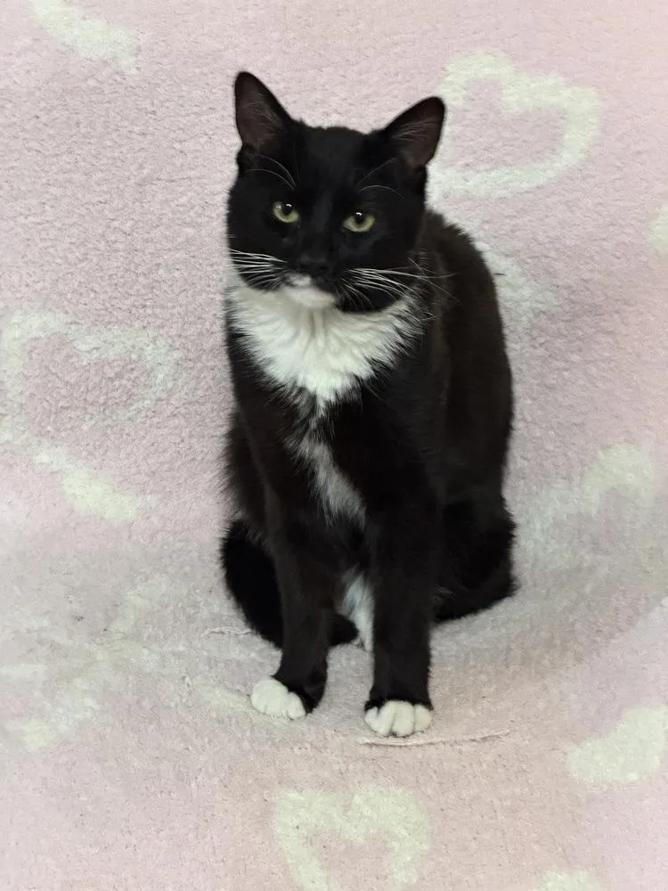 A baby small-sized male Domestic Short Hair cat named Gibbs for adoption in Telford, PA