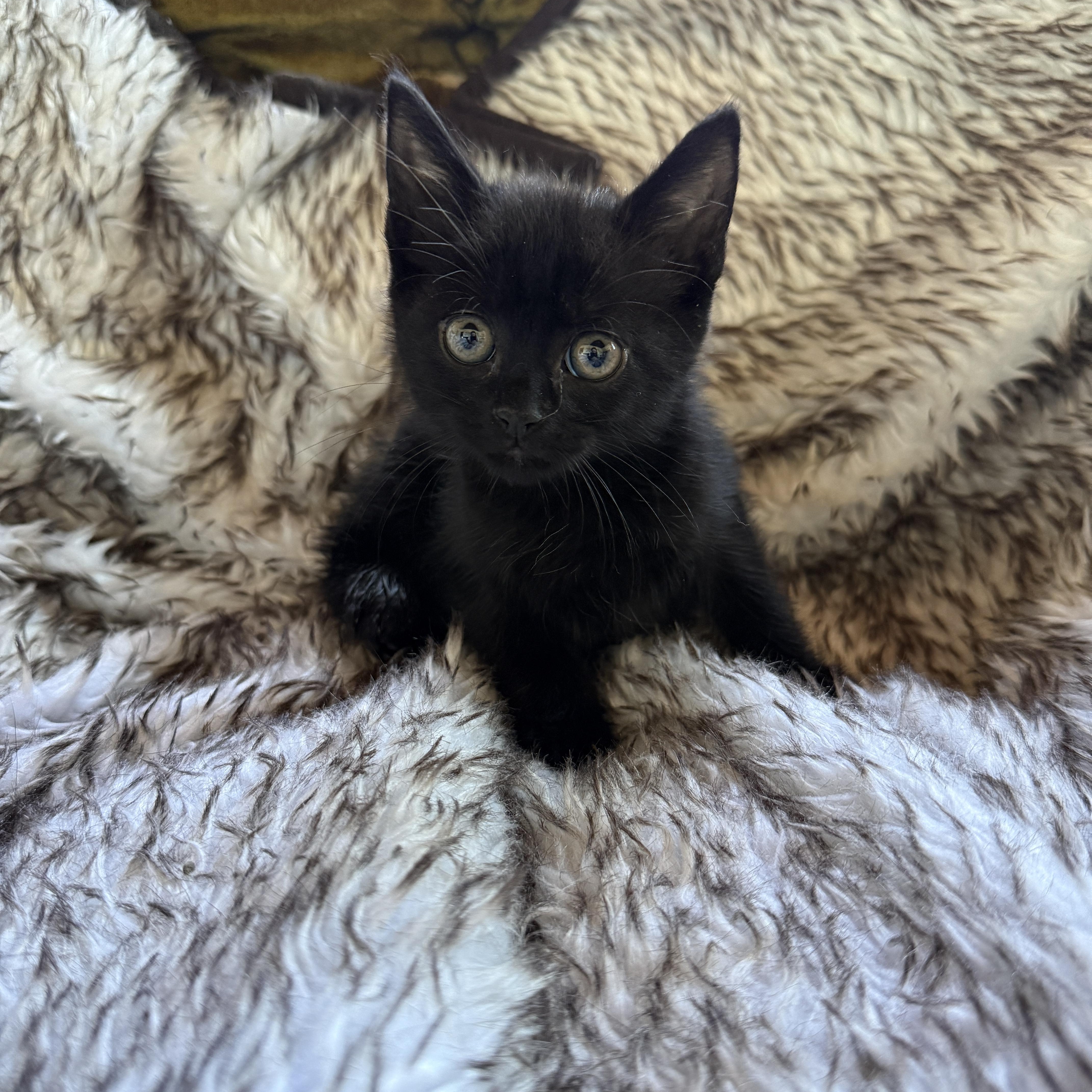 A baby medium-sized male Black Domestic Short Hair cat named Oscar Wilde for adoption in Clyde, NC