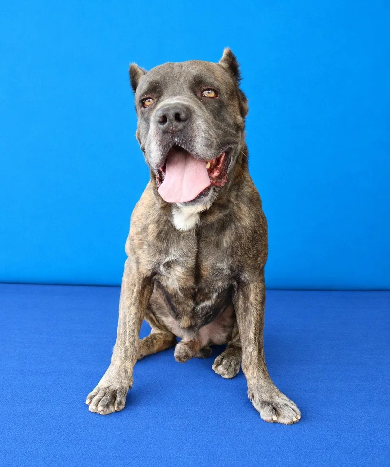 A young medium-sized male Cane Corso dog named Fezzik for adoption in Pasadena, CA