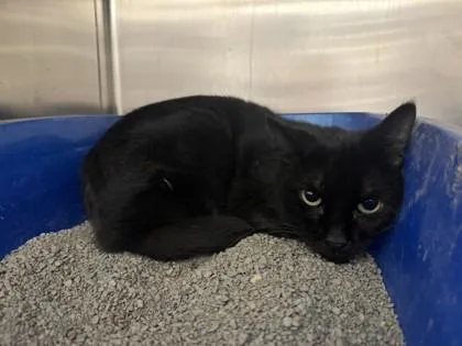 An adult small-sized male Domestic Short Hair cat named Charm for adoption in Golden Valley, MN