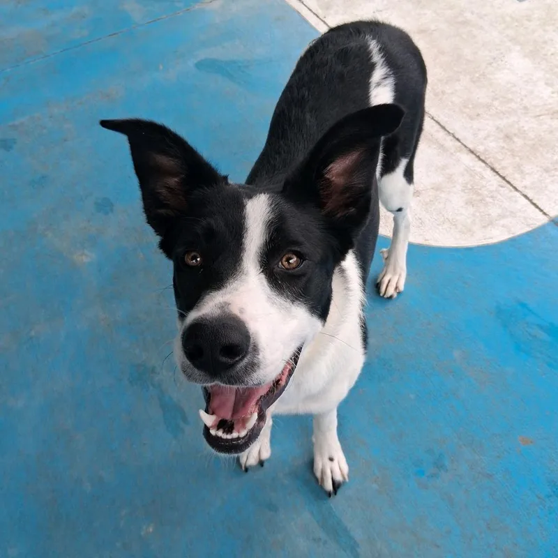 A young medium-sized female Border Collie dog named Ramsey for adoption in Springfield, MO