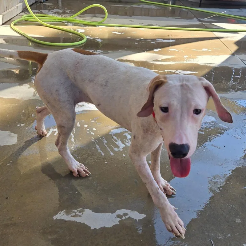 A young medium-sized female White / Cream Mixed Breed dog named Mary Beth for adoption in Freeport, FL