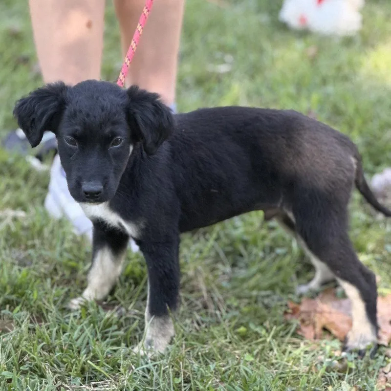 A baby small-sized male Shepherd dog named Martin for adoption in Locust Fork, AL