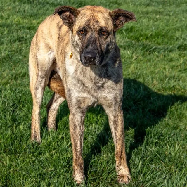 An adult large-sized male Dutch Shepherd dog named Bear for adoption in St. Louis, MO