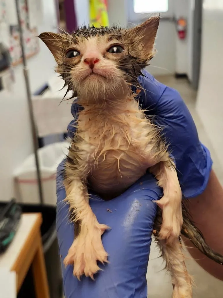 A baby small-sized male Domestic Short Hair cat named Chatterbox for adoption in Lockhart, TX