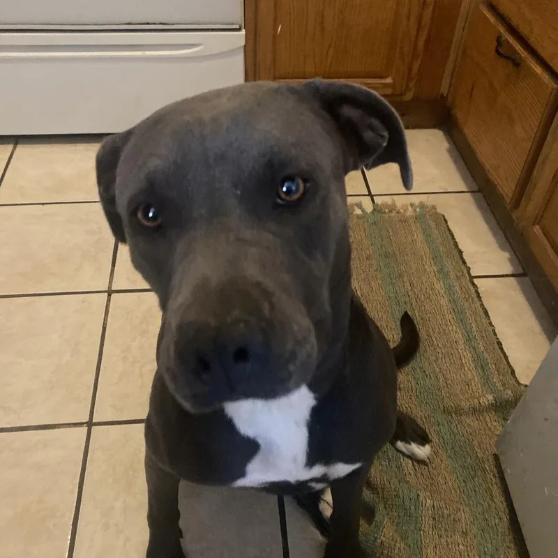An adult large-sized female Gray / Blue / Silver Pit Bull Terrier dog named Sissy for adoption in Yuma, AZ