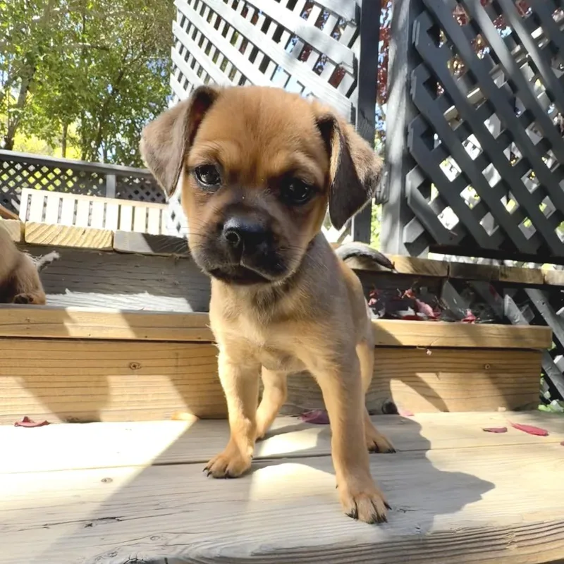 Layla thumbnail 3