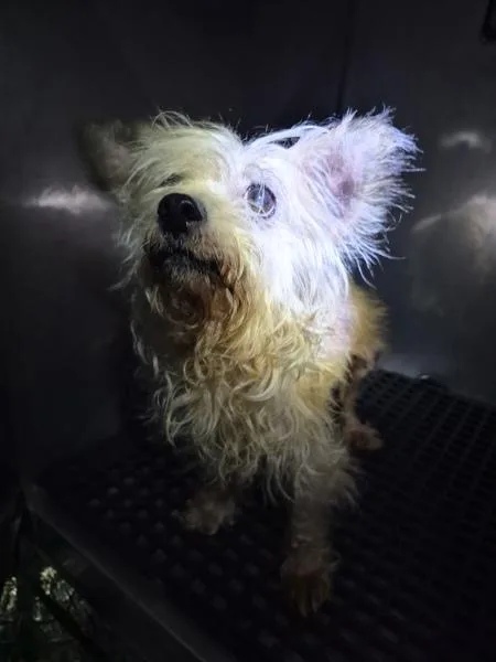 An adult small-sized female Terrier dog named Pen for adoption in Lawrenceville, GA