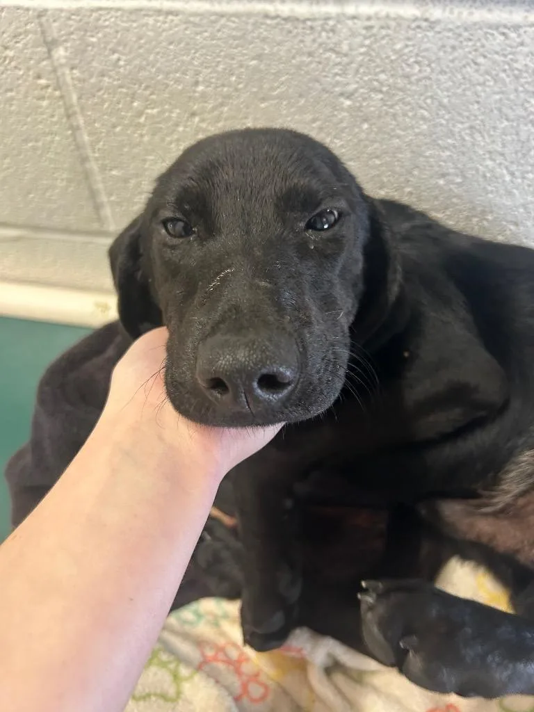 A baby medium-sized male Labrador Retriever dog named Love Lee Puppy for adoption in Morgantown, KY