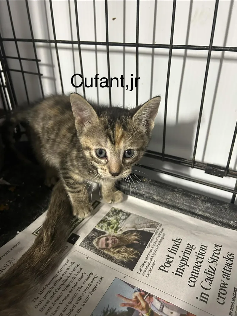A baby small-sized female Domestic Short Hair cat named Cufant Jr for adoption in Metairie, LA