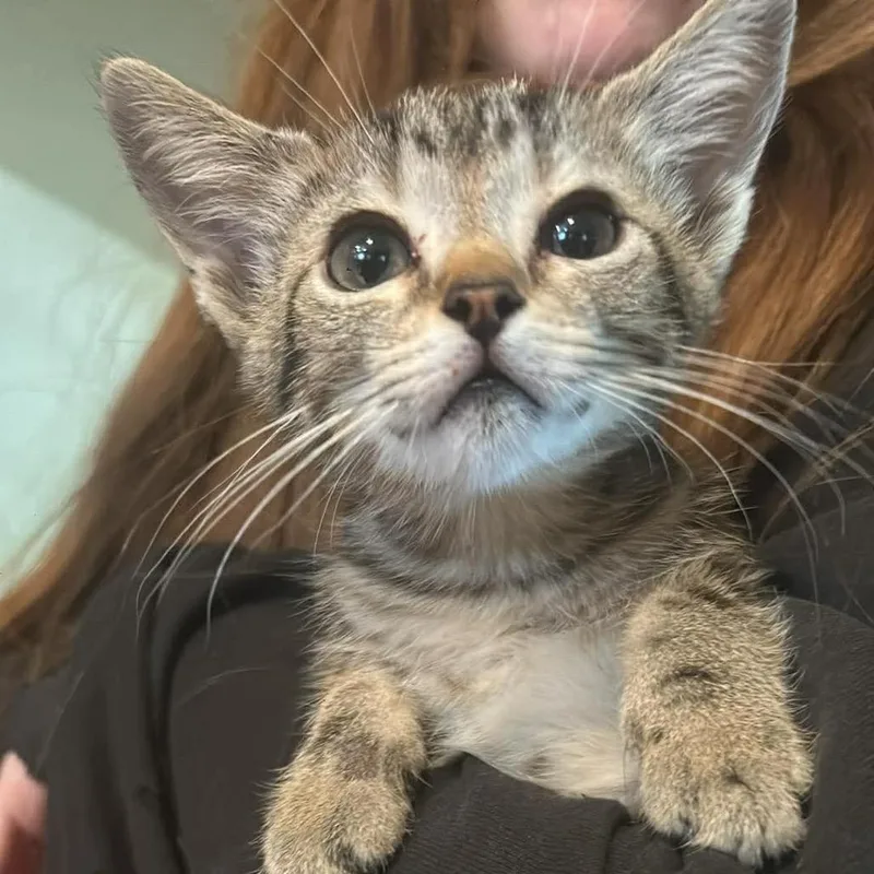 A baby small-sized female Gray / Blue / Silver Domestic Short Hair cat named Pandora Chino Hills for adoption in Chino Hills, CA